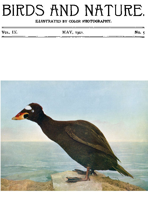 Birds and Nature Vol. 09 No. 5 [May 1901]  Illustrated by Color Photography