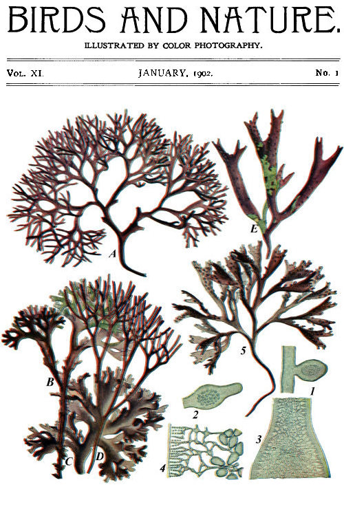 Birds and Nature Vol. 11 No. 1 [January 1902]  Illustrated by Color Photography