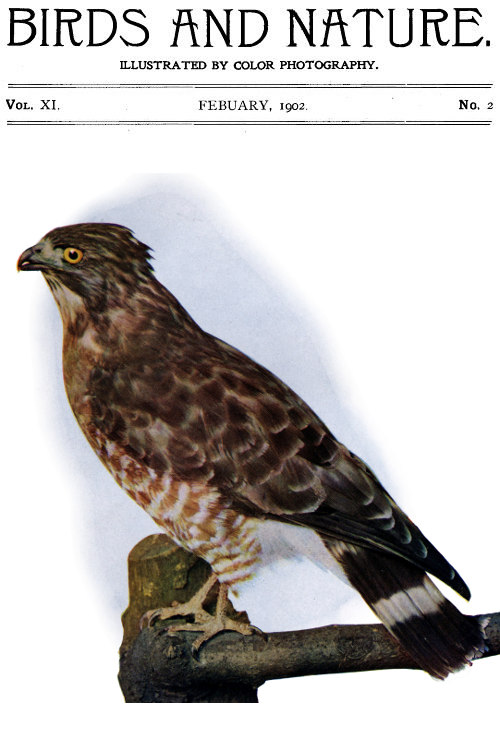 Birds and Nature Vol. 11 No. 2 [February 1902]  Illustrated by Color Photography