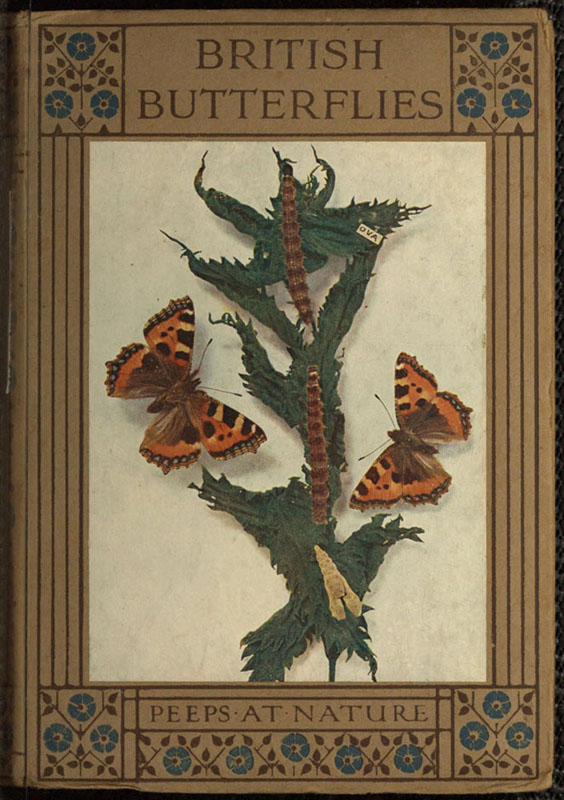 British Butterflies