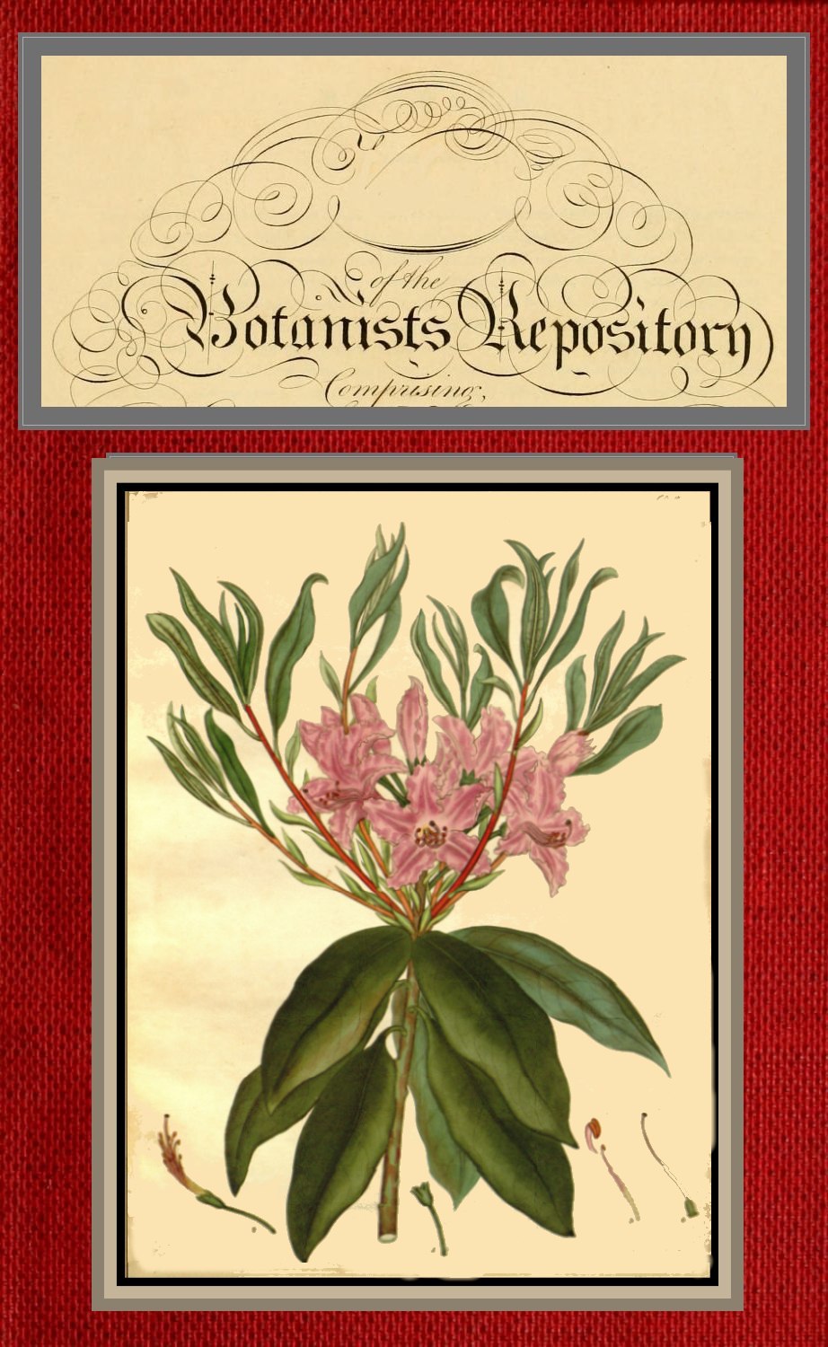 The botanist's repository for new and rare plants; vol. 06 [of 10]