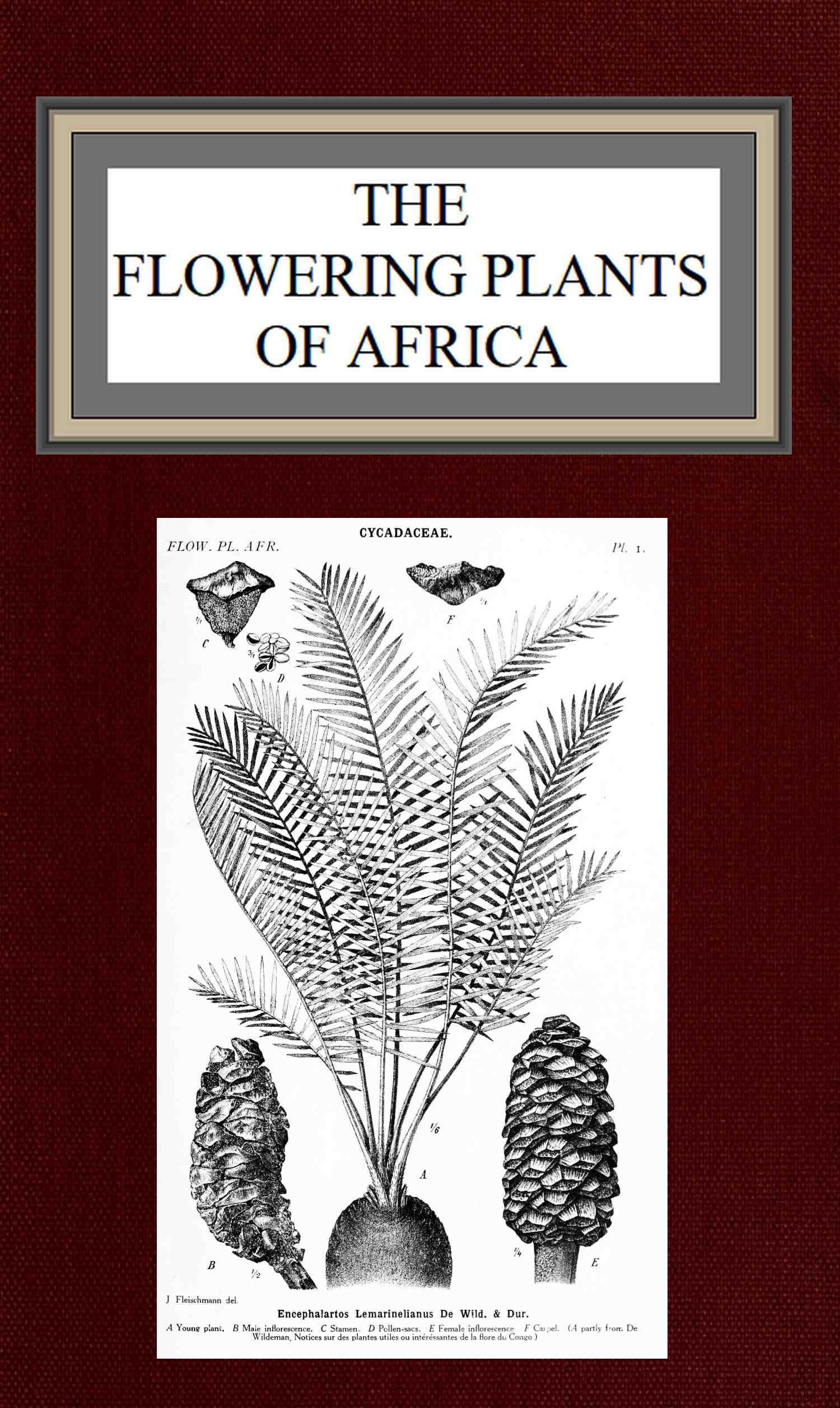 The flowering plants of Africa  An analytical key to the genera of African phanerograms