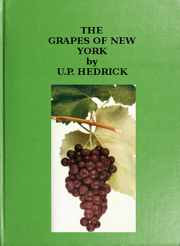 The grapes of New York